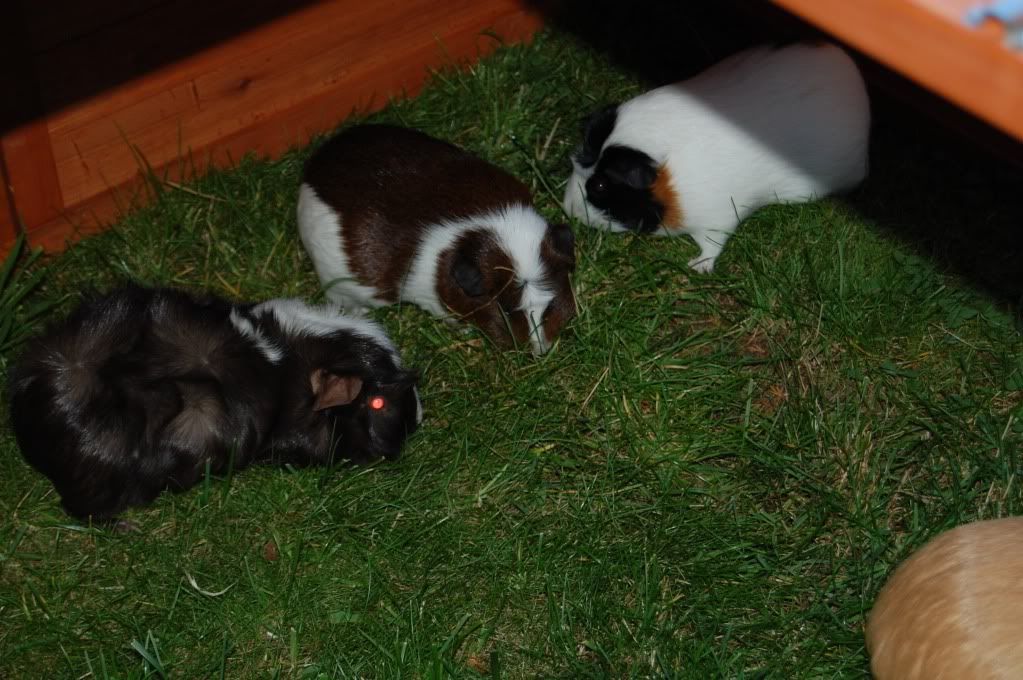 DSC_2742.jpg