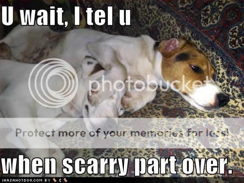  photo funny-dog-pictures-scarry-part.jpg